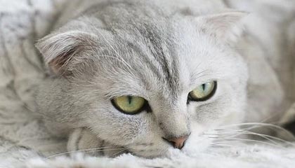 九游体育官网-星空体育官网：在星河之间开启你的体育新纪元